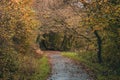 Idyllic path winds through a lush forest in autumn. Cynon Trail, South Wales