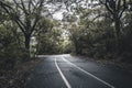 Idyllic peaceful view of a tree-lined road in a wooded area