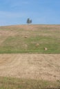 An idyllic photo of the hill after the harvest with a lonely tree on the top and bales of straw on the slope. Royalty Free Stock Photo