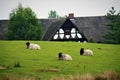 idyllic picture of a green meadow with pets of long-haired sheep lying on the background of a typical German house Royalty Free Stock Photo