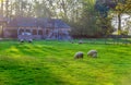 Rural pastoral at Normandy. idyllic picture - sheep graze in a fresh green meadow at Normandy