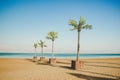 Idyllic picturesque palm beach landscape sand ground Red sea waterfront Israeli Middle East coast line tropic south summer time