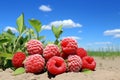 Idyllic raspberry field. ripe abundance under the warm sun, with clear blue skies and gentle breeze