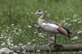 Idyllic rural countryside summer nature scene. Egyptian goose