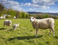 Idyllic rural farmland, Cotswolds UK Royalty Free Stock Photo