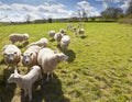 Idyllic rural farmland, Cotswolds UK Royalty Free Stock Photo