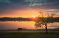 Idyllic rural landscape, spring sunset scene at the lake with a greening willow tree and a beautiful horse grazing grass on the Royalty Free Stock Photo