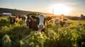 Idyllic Rural Life: Farm Animals Grazing in Green Pasture at Sunset