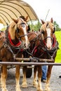 Idyllic rural scene featuring two horses harnessed to a wooden cart in Benezette, Pennsylvania