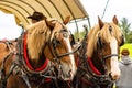 Idyllic rural scene featuring two horses harnessed to a wooden cart in Benezette, Pennsylvania