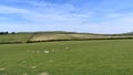 Idyllic rural scene of fields of sheep