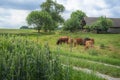 Grain fields and a herd of cows and a stable