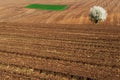 Idyllic rural view of farmland and blossoming tree in the spring