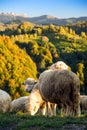 Idyllic scene of autumn foliage colors and grazing sheeps in romania rucar-bran road in trasylvania