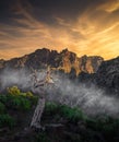 Idyllic scene of a dead tree in the foreground of cliffs in Madeira, Portugal