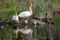 Idyllic scene of a family of swans on rocky  of a lake Royalty Free Stock Photo