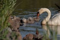 Idyllic scene of a family of swans swimming in a tranquil lake surrounded by rocky shoreline. Royalty Free Stock Photo