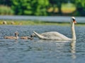Idyllic scene of a family of swans swimming in tranquil waters near lush green trees Royalty Free Stock Photo