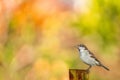 a bird sitting on top of a wooden post in the woods Royalty Free Stock Photo