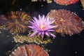 Idyllic scene featuring a purple lotus flower and leaves floating in a tranquil pond Royalty Free Stock Photo