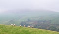 Sheep grazing in a grassy field in England