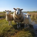 Idyllic scene: Suffolk sheep mother with twin lambs in marsh.