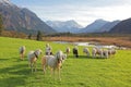 Idyllic scenery with grazing sheep flock, bogland and the alps Royalty Free Stock Photo