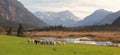 Idyllic scenery with grazing sheeps, bogland and the alps Royalty Free Stock Photo