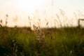 Idyllic scenery of herbs silhuette over dramatic sunset