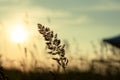 Idyllic scenery of herbs silhuette over dramatic sunset