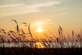 Idyllic scenery of herbs silhuette over dramatic sunset