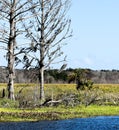 Idyllic and Serene Story Book Setting of Old Trees Overlooking a Lake and Nature Preserve in Florida