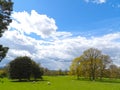 Idyllic setting view of meadow with livestock and bright blue skies Royalty Free Stock Photo