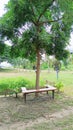 Idyllic setting of wooden chair tree in green summer garden