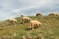 Idyllic sheeps gazing in calen