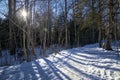 Idyllic shot of bright sunbeams illuminating the wintry woods in the backcountry