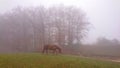 Idyllic shot of a lone chestnut horse grazing on a cold and foggy winter morning Royalty Free Stock Photo