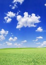 Idyllic view, green field and blue sky with white clouds Royalty Free Stock Photo