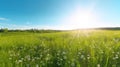 Idyllic Spring Landscape: Green Field with Flowers and Blue Sky Royalty Free Stock Photo