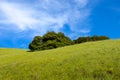 Idyllic spring landscape scene with a green grassy hillside dotted with wildflowers and oak trees Royalty Free Stock Photo