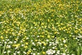 Idyllic spring meadow with daisies in the sunshine.