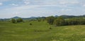 Idyllic spring panoramic landscape in lucitian mountains, with lush green grass meadow, fresh deciduous and spruce tree Royalty Free Stock Photo