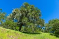 Idyllic spring/summer scene of oak trees in a green grassy meadow dotted with purple and pink wildflowers Royalty Free Stock Photo