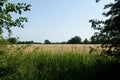 Idyllic Summer  field of golden wheat. Crop ready for harvest in Norfolk, England with trees in background Royalty Free Stock Photo