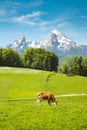 Idyllic summer landscape in the Alps with cow grazing Royalty Free Stock Photo