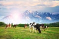 Idyllic summer landscape in the Alps with cow grazing on fresh green mountain pastures Royalty Free Stock Photo