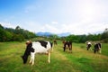 Idyllic summer landscape in the Alps with cow grazing on fresh green mountain pastures Royalty Free Stock Photo