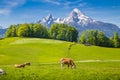 Idyllic summer landscape in the Alps with cow grazing Royalty Free Stock Photo