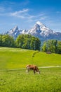 Idyllic summer landscape in the Alps with cows grazing Royalty Free Stock Photo