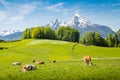 Idyllic summer landscape in the Alps with cows grazing Royalty Free Stock Photo